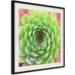 Arkiio Affisch Succulent (Square) [Poster] 20x20 Poster